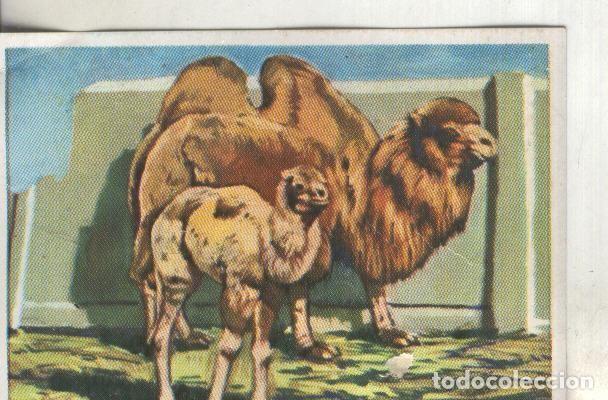 Colecionismo desportivo: Cromos: Historia Natural numero 316 - Varios