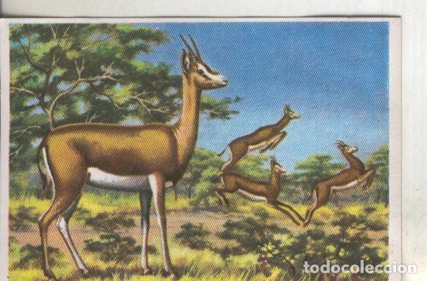 Colecionismo desportivo: Cromos: Historia Natural numero 326 - Varios