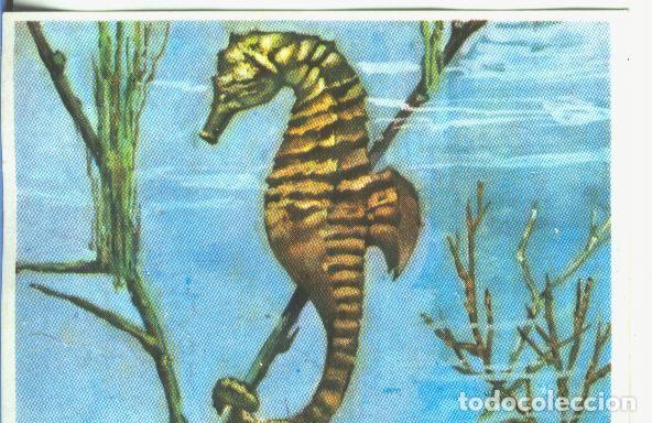 Colecionismo desportivo: Cromos: Historia Natural numero 335 - Varios