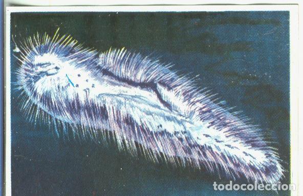 Colecionismo desportivo: Cromos: Historia Natural numero 342 - Varios