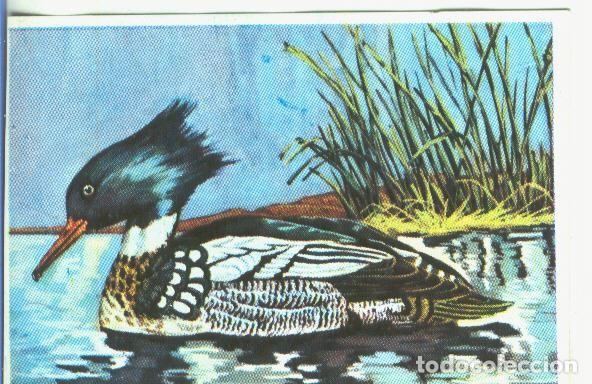 Colecionismo desportivo: Cromos: Historia Natural numero 351 - Varios