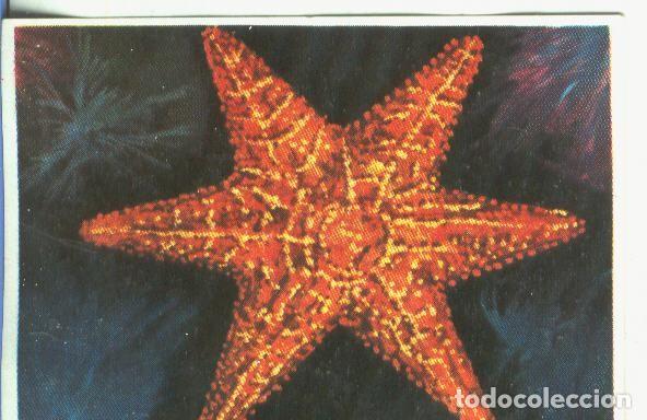 Colecionismo desportivo: Cromos: Historia Natural numero 359 - Varios