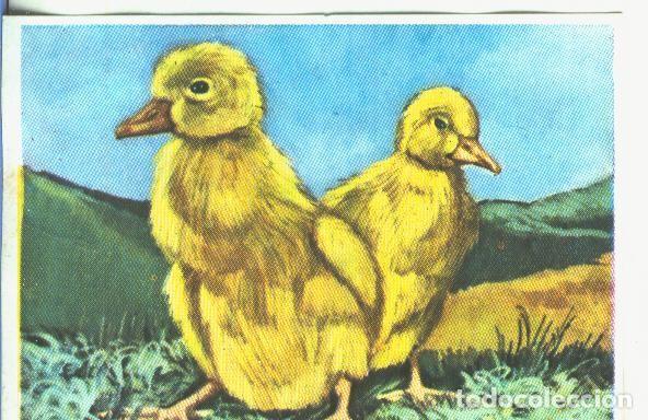 Colecionismo desportivo: Cromos: Historia Natural numero 353 - Varios