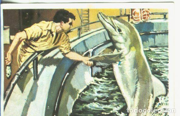 Colecionismo desportivo: Cromos: Historia Natural numero 362 - Varios