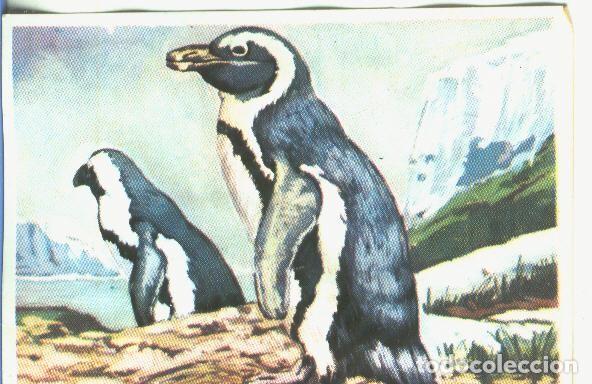 Colecionismo desportivo: Cromos: Historia Natural numero 372 - Varios