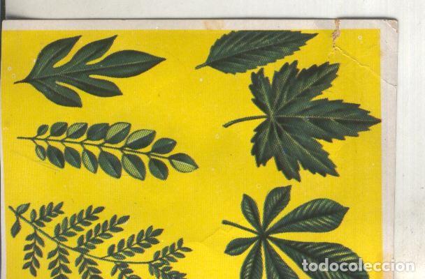 Colecionismo desportivo: Cromos: Historia Natural numero 378 - Varios