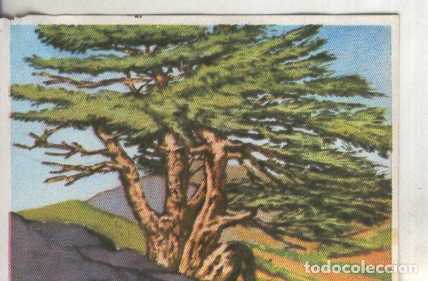 Colecionismo desportivo: Cromos: Historia Natural numero 386 - Varios