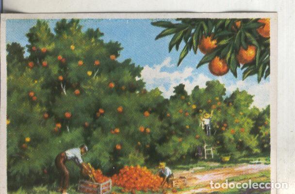 Colecionismo desportivo: Cromos: Historia Natural numero 401 - Varios