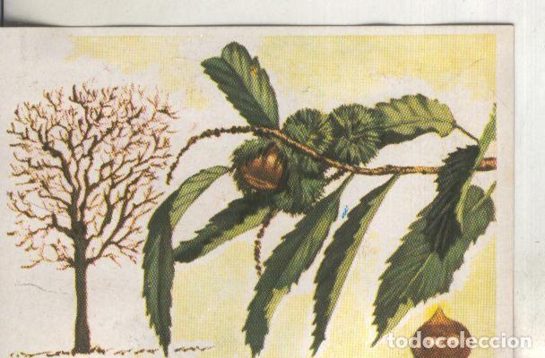 Colecionismo desportivo: Cromos: Historia Natural numero 426 - Varios