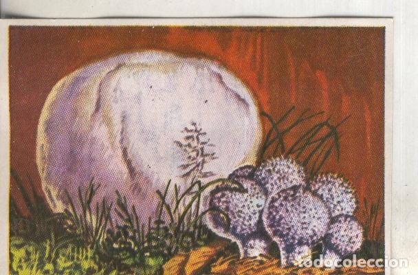 Colecionismo desportivo: Cromos: Historia Natural numero 435 - Varios