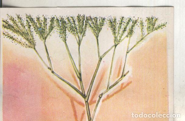 Colecionismo desportivo: Cromos: Historia Natural numero 442 - Varios