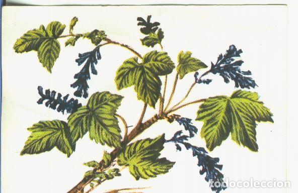 Colecionismo desportivo: Cromos: Historia Natural numero 445 - Varios