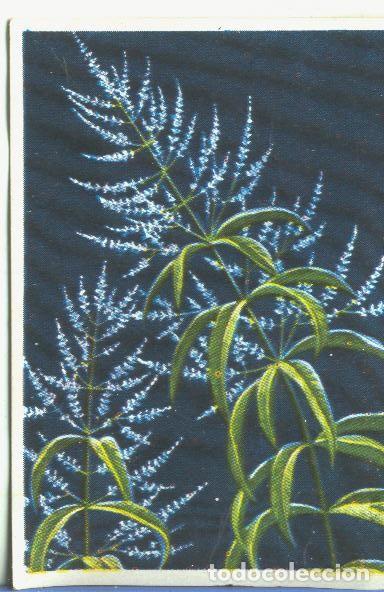 Colecionismo desportivo: Cromos: Historia Natural numero 449 - Varios