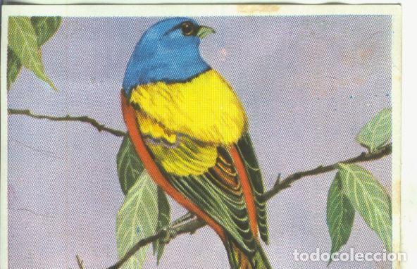 Colecionismo desportivo: Cromos: Historia Natural numero Escribano de 7 colores - Varios