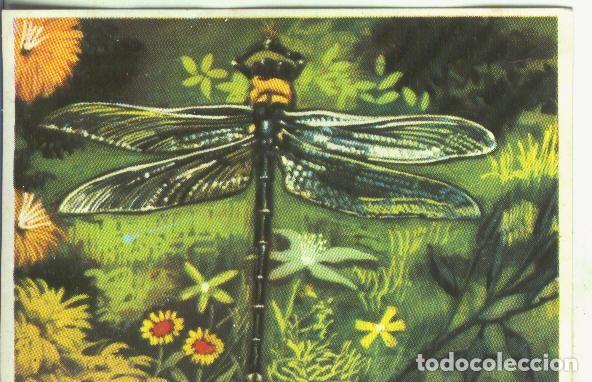 Colecionismo desportivo: Cromos: Historia Natural numero Libelula - Varios