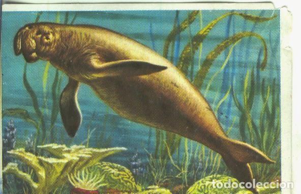 Colecionismo desportivo: Cromos: Historia Natural numero Vaca marina - Varios