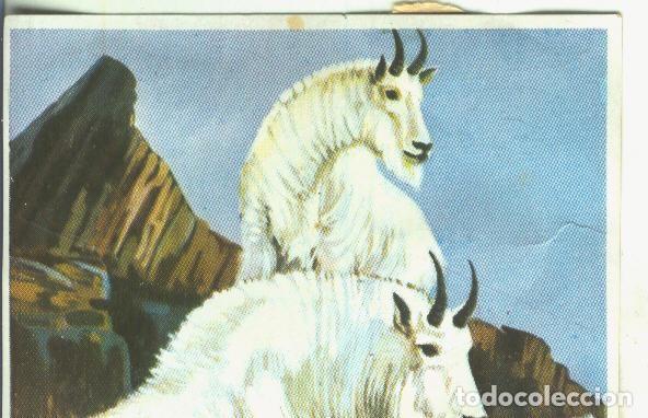 Colecionismo desportivo: Cromos: Historia Natural numero Cabra de las nieves - Varios