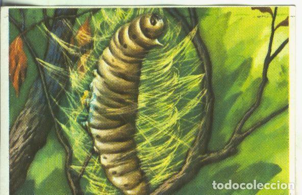 Colecionismo desportivo: Cromos: Historia Natural numero Hilando el capullo - Varios