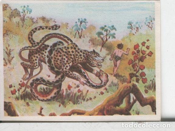 Collectionnisme sportif: Cromos: Aventuras de Jorge, el Peque&ntilde;o Tarzan, autor Gigarpe numero 020 - Varios