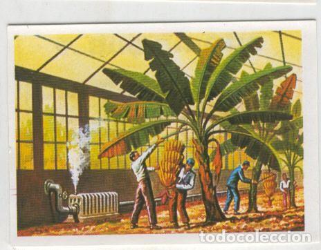 Collectionnisme sportif: Cromos: Sabias que....? numero 10 - Varios