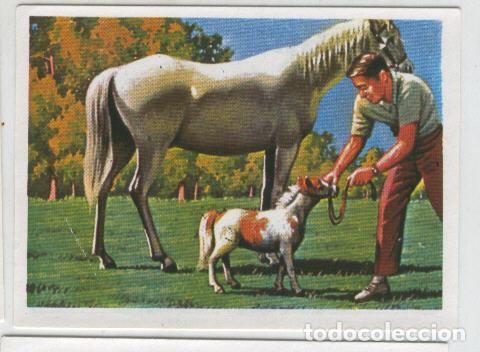 Sammelleidenschaft Sport: Cromos: Sabias que....? numero 64 - Varios