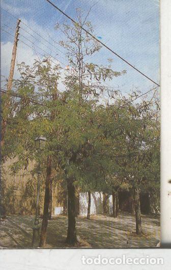 Sammelleidenschaft Sport: Cromos: Arbres de Barcelona numero 32.A: Acacia de tres punxer - Varios