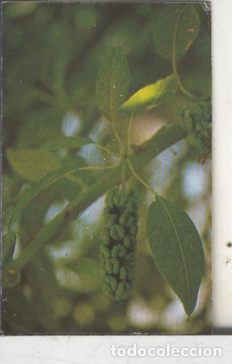 Sammelleidenschaft Sport: Cromos: Arbres de Barcelona numero 21.B: Bellaombra: fruit - Varios