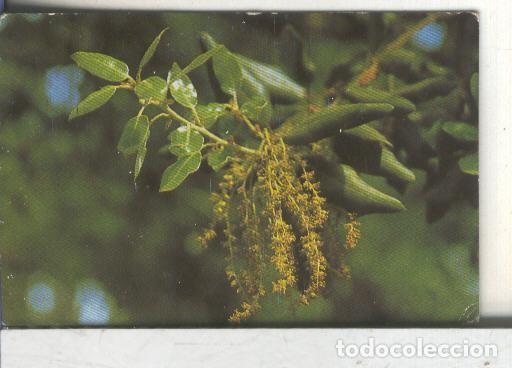 Sammelleidenschaft Sport: Cromos: Arbres de Barcelona numero 14.B: Alzina: flors masculines - Varios