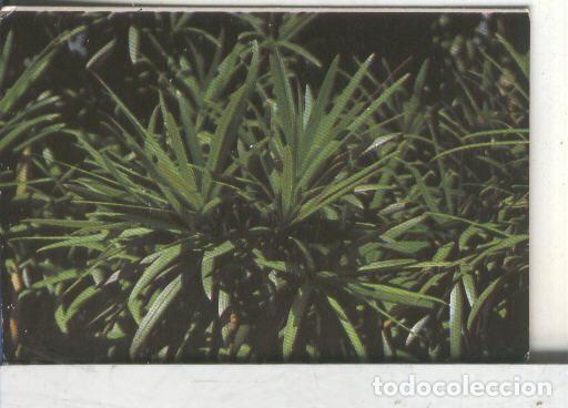 Sammelleidenschaft Sport: Cromos: Arbres de Barcelona numero 07.B: Podocarp: fulles - Varios