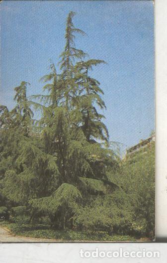 Sammelleidenschaft Sport: Cromos: Arbres de Barcelona numero 04.A: Cedre de Himlaia - Varios