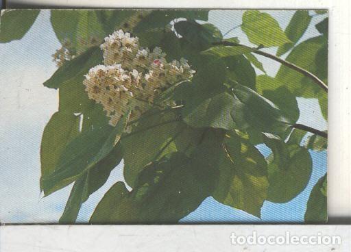 Sammelleidenschaft Sport: Cromos: Arbres de Barcelona numero 54.B: Catalpa: flors i fulles - Varios
