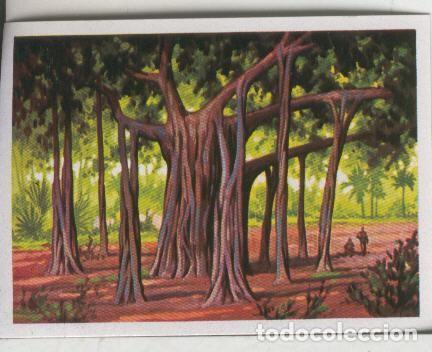 Collezionismo sportivo: Cromos: El Mas y el Menos numero 003: El arbol mas grande de Asia - Varios