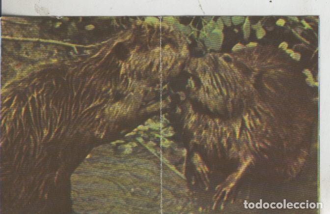 Colecionismo desportivo: Cromos: La Naturaleza y sus maravillas numero 203/204 - Varios