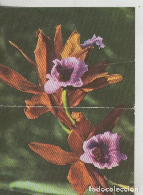 Colecionismo desportivo: Cromos: La Naturaleza y sus maravillas numero 121/122 - Varios