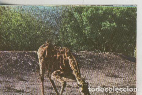 Collezionismo sportivo: Cromos: La Naturaleza y sus maravillas numero 134 - Varios