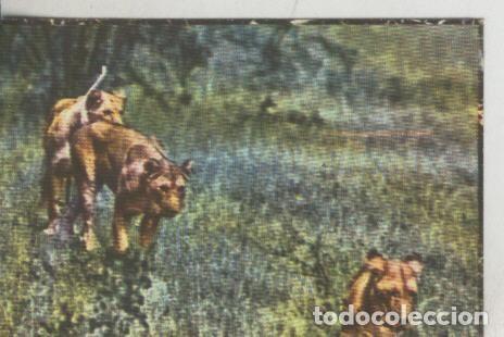 Colecionismo desportivo: Cromos: La Naturaleza y sus maravillas numero 148 - Varios