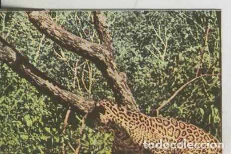 Coleccionismo deportivo: Cromos: La Naturaleza y sus maravillas numero 065 - Varios