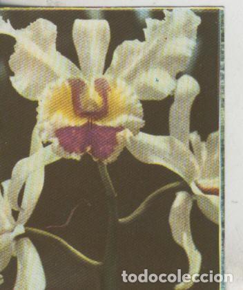 Sports collectibles: Cromos: La Naturaleza y sus maravillas numero 038 - Varios