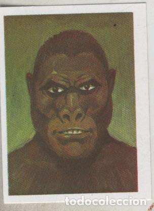 Colecionismo desportivo: Cromos: Historias de Terror numero 070: Hombre Gorila - Varios