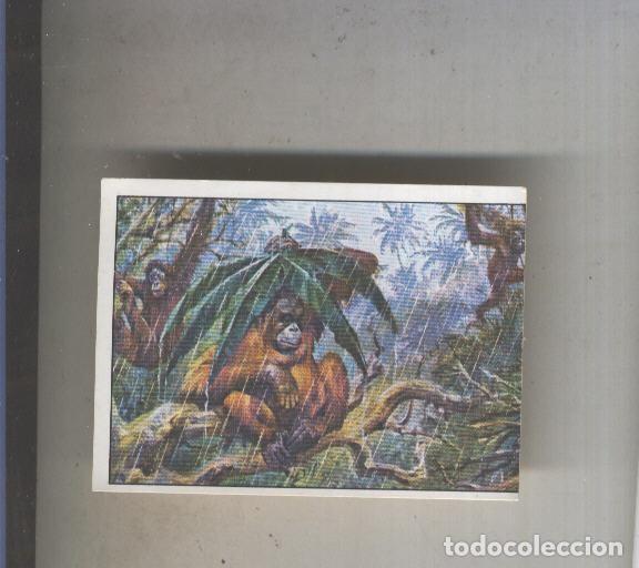 Coleccionismo deportivo: Cromo Mamiferos de Panini numero 232 - Varios