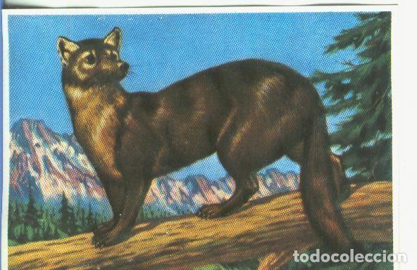 Colecionismo desportivo: Cromos: Historia Natural numero 181 - Varios