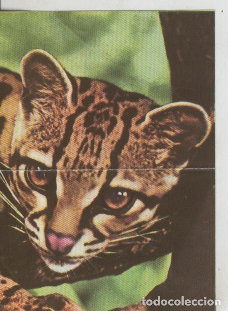 Colecionismo desportivo: Cromos: La Naturaleza y sus maravillas numero 103/104 - Varios