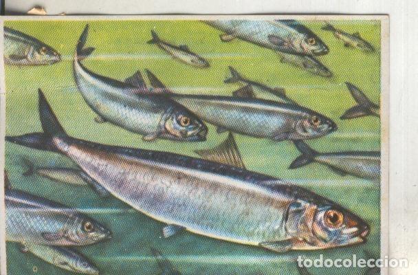 Colecionismo desportivo: Cromos: Historia Natural numero 104 - Varios