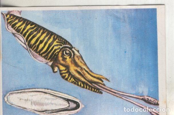 Colecionismo desportivo: Cromos: Historia Natural numero 254 - Varios