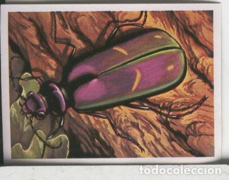 Colecionismo desportivo: Cromos: El Mas y el Menos numero 107: Grandes ayunadores entre los insectos - Varios