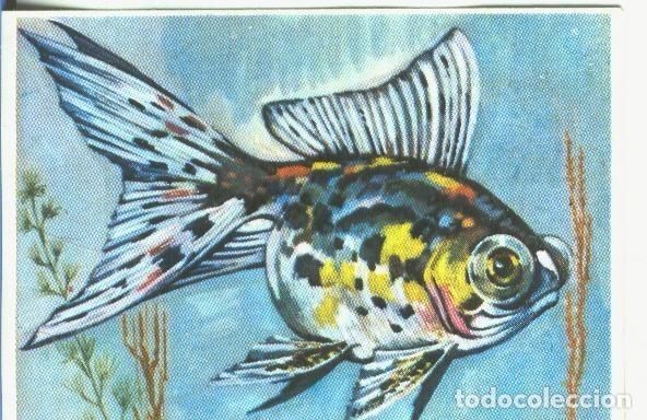 Colecionismo desportivo: Cromos: Historia Natural numero 330 - Varios