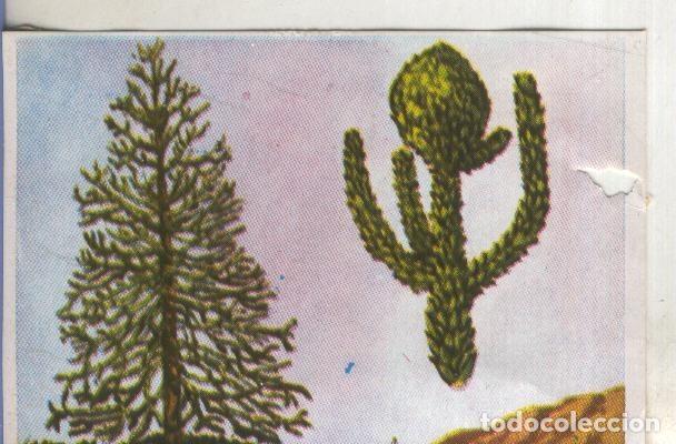 Colecionismo desportivo: Cromos: Historia Natural numero 387 - Varios