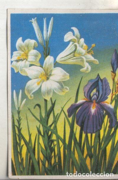 Colecionismo desportivo: Cromos: Historia Natural numero 474 - Varios