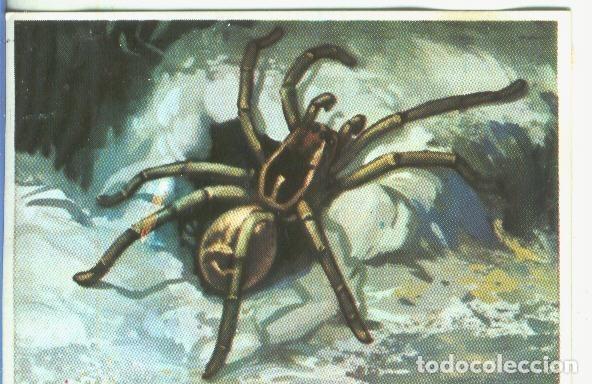 Colecionismo desportivo: Cromos: Historia Natural numero 139 - Varios