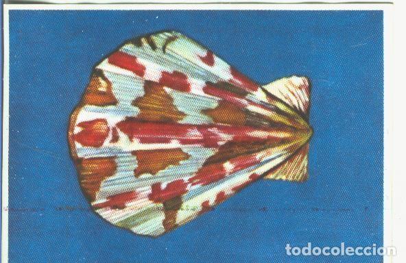 Sports collectibles: Cromos: Historia Natural numero 151 - Varios